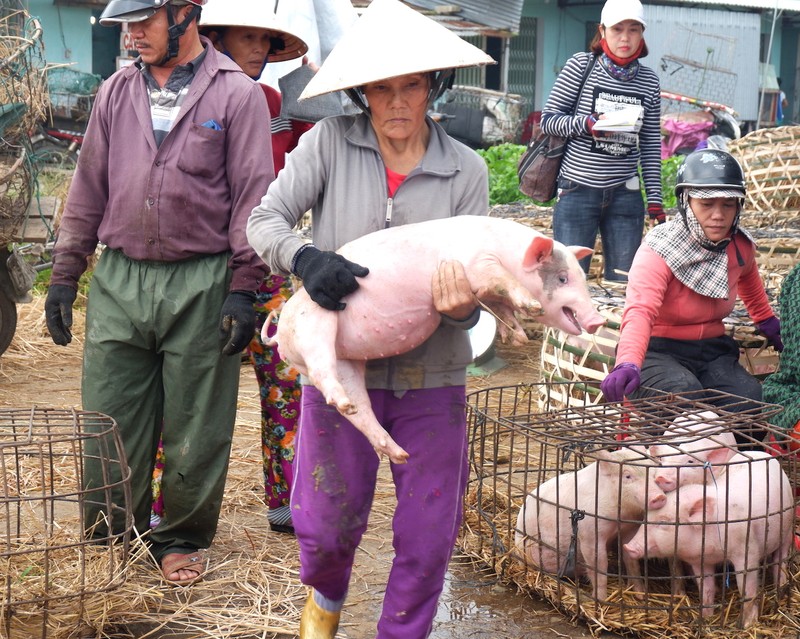 Chị Trần Thị Thảo với kinh nghiệm 30 năm làm nghề bồng heo. Ảnh: VGP/Lưu Hương Chị Trần Thị Thảo với kinh nghiệm 30 năm làm nghề bồng heo. Ảnh: VGP/Lưu Hương